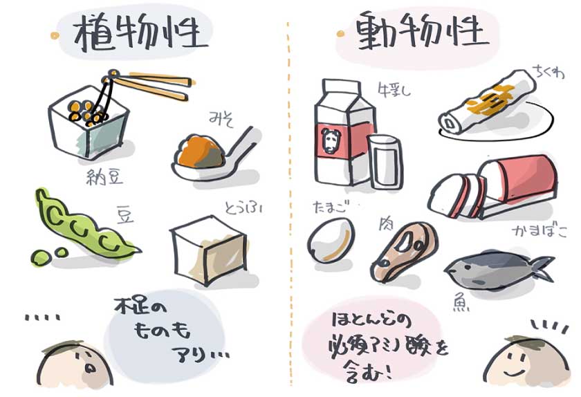 Vol 2 福永教授 教えてください 魚肉たんぱくラボ Fish Protein Labo 一正蒲鉾株式会社