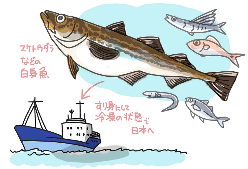 Vol 4 かまぼこの基本を知りたい 魚肉たんぱくラボ Fish Protein Labo 一正蒲鉾株式会社